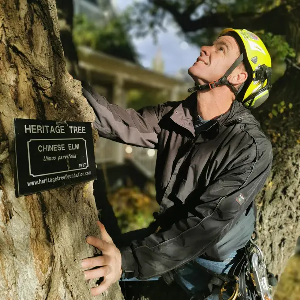 David working on a heritage tree removal in Edmonton