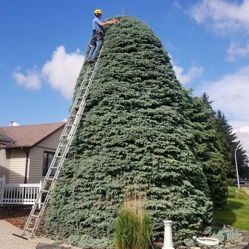 Tree Pruning & Maintenance Image