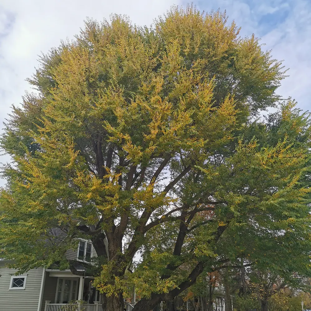 Fruit Tree Pruning Image