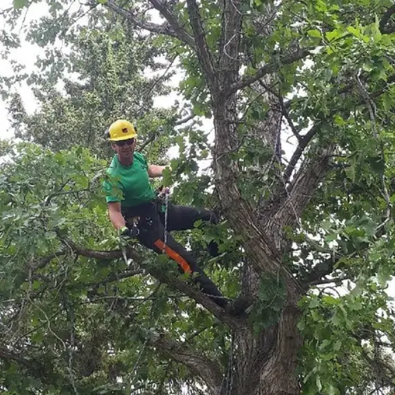 Tree Removal Services